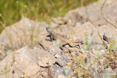 Fauna persepolisiană
